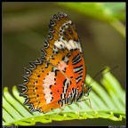 Location: Genting Highlands, Malaysia
Equip: Olympus E510 + 70-300