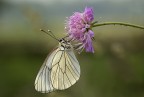 Pieride del biancospino