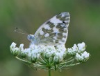 servita su un piatto di fiori servita su un piatto di fiori