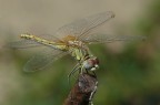 libellula 2