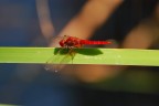 rosso rosso