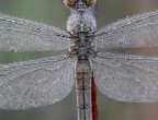 libellula - dettagli di primo mattino