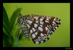 Fibrata Fibrata