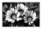 Tre Fiori Tre Fiori