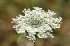 Fiore Fiore