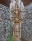 Libellula - gioielli naturali Libellula - gioielli naturali