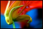 Fiore Fiore