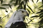 Aquila Aquila