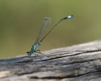 Libellula Azzurra