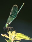 la libellula dei fossi