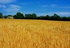IL CAMPO DI GRANO