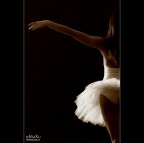il Cigno il Cigno