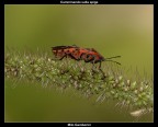 Pyrrhocoris Apterus