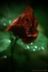 ROSA III ROSA III