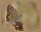 LYCAENA TITYRUS