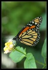 Farfallina Farfallina