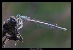 L'effervescenza naturale di una dama... 2! L'effervescenza naturale di una dama... 2!