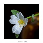 After the Rain