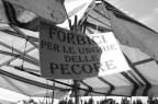 unghie delle pecore ?!?! unghie delle pecore ?!?!