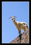 Capra Curiosa..