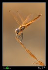 ....libellula e rametto chupa chups.... ....libellula e rametto chupa chups....