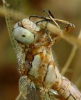 Libellula - dettagli