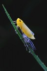 Baby cicadella 2 Baby cicadella 2