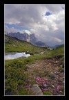 Fiori di un lago di montagna