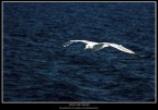 Volo Solitario Volo Solitario