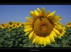 Il volto felice della natura Il volto felice della natura