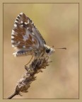 Pyrgus malvae Pyrgus malvae