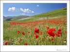 Piana di castelluccio Piana di castelluccio
