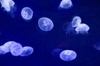 Meduse in movimento Meduse in movimento