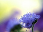 Il viola Il viola