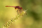 Sympetrum pedemontanum