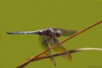 Orthetrum Brunneum,ovvero...