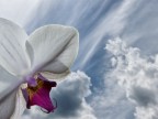 Scattata con una fotocamera "prosumer", esponendo l'orchidea al controluce del cieloe rischiarandola
con un leggero colpo di flash.