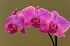 Orchidea still Orchidea still