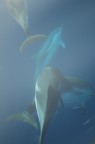 Delfini (Stenelle) Delfini (Stenelle)