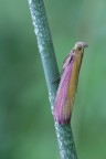 Falena Falena
