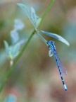 libellula 6 libellula 6