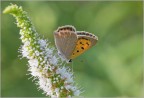 Lycaena phlaeas - Argo bronzeo