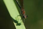 Damigella Damigella