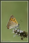 Licaena Phleas Licaena Phleas