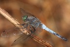 Orthetrum-coerulescens