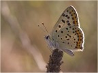 LYCAENA TITYRUS 2