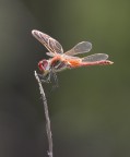Libellula 
Bianchino con sigma1.4X e tubo su 20D