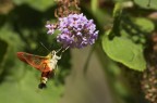 Hemaris fuciformis Hemaris fuciformis