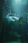 Shark Shark
