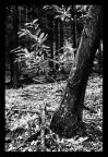 solo nella foresta solo nella foresta